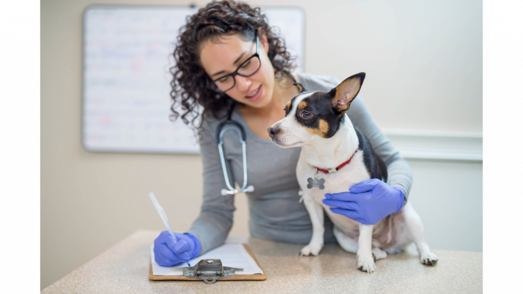 veterinaria y perro